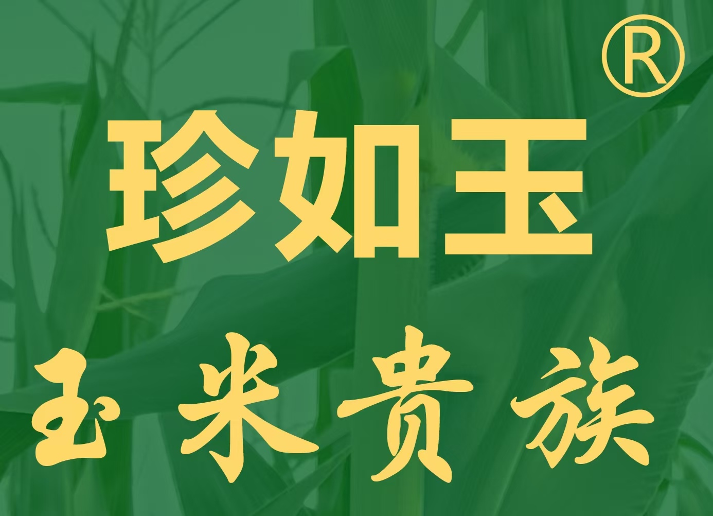 珍如玉